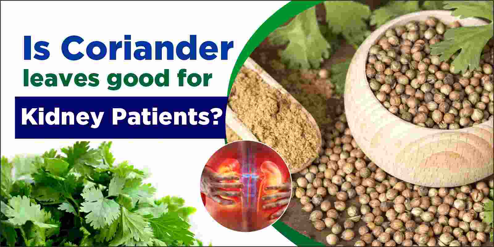 Is coriander leaves good for kidney patients?